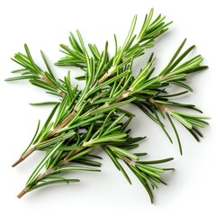 Fototapeta premium Rosemary herb leaves isolated on white background.