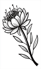 Black and white flower