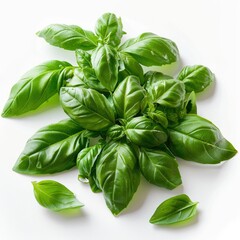 Fototapeta premium Sweet basil leaves isolated on white background closeup.