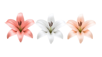Naklejka premium Set of Elegant Blooming Lilies with Buds on Transparent Background