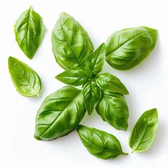 Fototapeta premium Sweet basil leaves isolated on white background closeup.