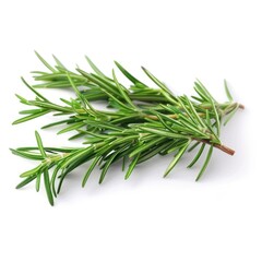 Fototapeta premium Sweet rosemary leaves isolated on white background