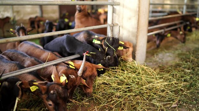 Herd of goatlings with ear tags greedily eat hay in a paddock. High quality 4k footage