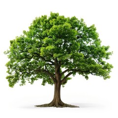 Obraz premium young oak