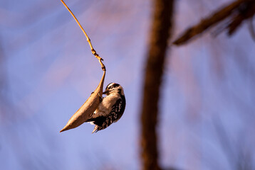 woodpecker on a seed pod  