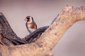 European goldfinch perched on a dry branch. Carduelis carduelis. Colorful birds with red, yellow, brown, black and white colors. Real photography in natural envirnment. Goldfinch portrait.