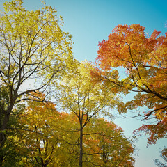 Vibrant Fall Scene of Trees and Leaves in the Park - landscape in Canada