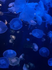 jellyfish in aquarium