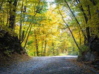 Vibrant Fall Scene of Trees and Leaves in the Park - landscape in Canada