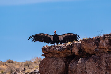California Condor (Gymnogyps californianus) on edge of cliff at Navajo Bridge, Arizona. Wings...