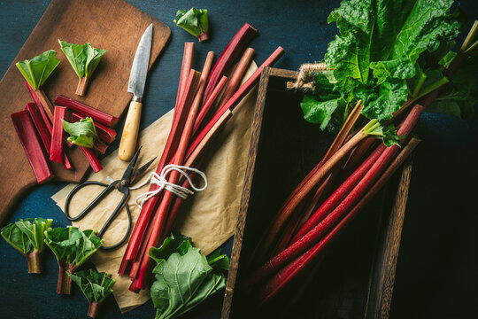Beautiful, freshly picked red rhubarb stalks tied with string and resting in a wooden box with scissors and knife
