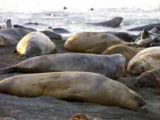 Elephant seals Relaxing on a Sandy Beach - South Georgia, Gold Harbour