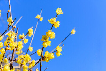 青空に映える蝋梅
