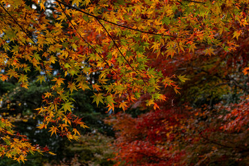 華やかに色づいたモミジ