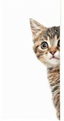 Fototapeta premium Curious tabby kitten peeking around a corner, showcasing its playful demeanor and expressive eyes, set against a clean white background.