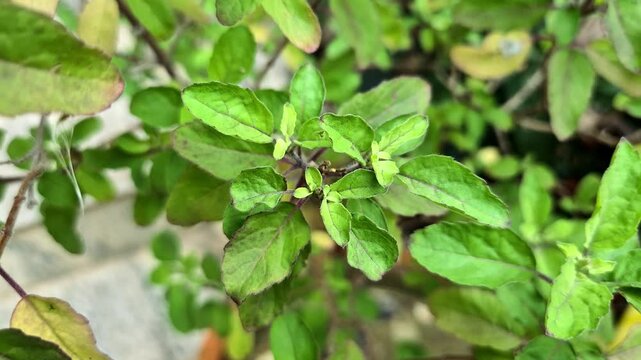 Holy basil or tulsi in the garden, these aromatic hot basil plants are used in traditional medicine in Asia.