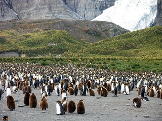 King Penguin Colony in a Scenic Landscape
