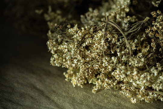 Dried elderflower for tea.