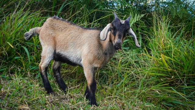 Bello cabrito en el campo con largas orejas
