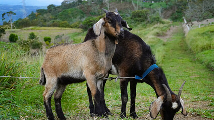 Cabra observadora y erguida 