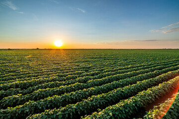 Golden sunset casting warm light over endless rows of soy crops in a rural farmland