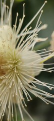 close up of a flower