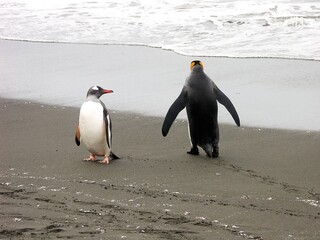 Obraz premium Two Penguins on a Beach Near the Ocean