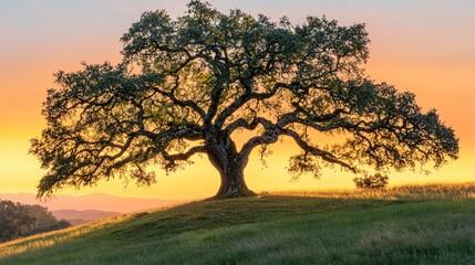 Fototapeta premium Golden light on oak: The oak's intricate branches stretch wide, illuminated by the soft, golden light of the setting sun, casting tranquil shadows on the grass. 