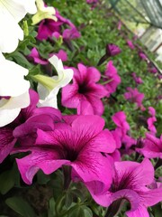 Colorful petunias bloom in a greenhouse, showcasing vibrant pink and white petals. The lush green foliage adds to the stunning contrast, creating a refreshing and lively atmosphere of natural beauty.