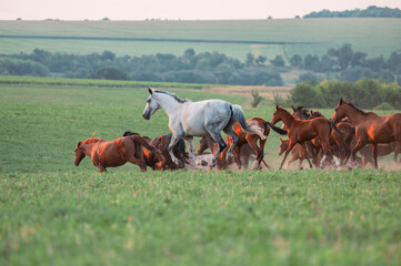 The herd of horses running free in the field in the summer morning 