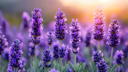 Fototapeta premium Lavender flowers blooming in a field at sunset