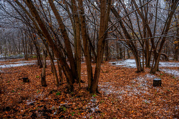 Road in the forest ,snowy and misty weather around the forest.Beautiful alndscape with snow and trees.Snow covered trees in the forest,landscape photography , blue colors at the morning.Winter picture