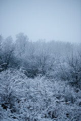 Christmas landscape in the forest , beautiful snowy weather , snow covered trees , road in the forest.Cold pictures,wizzard in the woodlands,Blue colors,snowy and foggy weather , landscape at morning