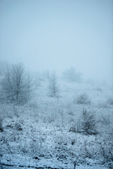 Christmas landscape in the forest , beautiful snowy weather , snow covered trees , road in the forest.Cold pictures,wizzard in the woodlands,Blue colors,snowy and foggy weather , landscape at morning