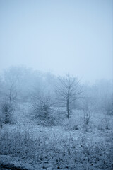 Christmas landscape in the forest , beautiful snowy weather , snow covered trees , road in the forest.Cold pictures,wizzard in the woodlands,Blue colors,snowy and foggy weather , landscape at morning