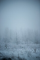 Christmas landscape in the forest , beautiful snowy weather , snow covered trees , road in the forest.Cold pictures,wizzard in the woodlands,Blue colors,snowy and foggy weather , landscape at morning