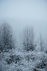 Christmas landscape in the forest , beautiful snowy weather , snow covered trees , road in the forest.Cold pictures,wizzard in the woodlands,Blue colors,snowy and foggy weather , landscape at morning