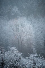 Christmas landscape in the forest , beautiful snowy weather , snow covered trees , road in the forest.Cold pictures,wizzard in the woodlands,Blue colors,snowy and foggy weather , landscape at morning