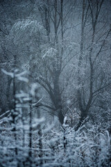 Snowy weather in the forest,landscape photography in the forest, leaves on the ground , trees covered snow, white snow on the ground.Beautiful and mstery weather in the forest.Foggy and mist over tree