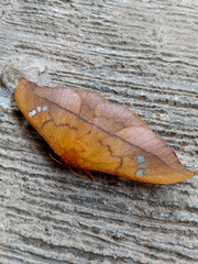A close up of A Cricula Silkmoth, Cricula trifenestrata