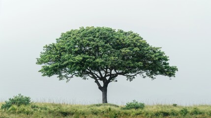 Fototapeta premium Solitary tree on foggy hill.