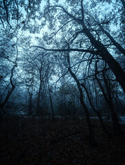 Mystery forest at the november morning,snow on the trees and on the ground,trees with branches ,cold weather in the picture .Leaves on the ground , autumn woodlands and snow.White first snow .