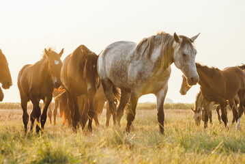 The herd of horses in the meadow during golden hours