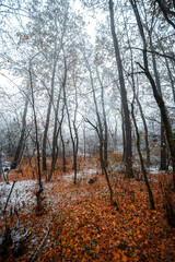 Winter landscape in the forest,mystery woodlands with snow and mist with fog, nature landscape,cold picture. Woodlands with fog and misty trees with branches .Trees covered snow , leaves and snow 