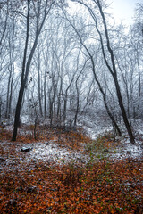 Winter landscape in the forest,mystery woodlands with snow and mist with fog, nature landscape,cold picture. Woodlands with fog and misty trees with branches .Trees covered snow , leaves and snow 