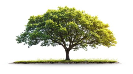 Obraz premium Lush green tree isolated on white background. (3)