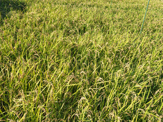 稲穂。収穫直前の米。
Ears of rice. Rice just before harvest.