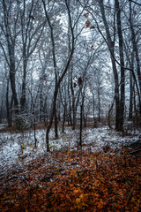 Misty weather in the forest,winter landscape in the forest.Snow covered trees. Woodlands at autumn morning,first snow in the fall.Trees and leaves,beautiful orange leaves on the ground , cold picture 