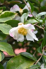 Camellia sasanqua (Sasanqua) flowers. Theaceae evergreen flowering tree. Red, white, or pink flowers bloom from late autumn to early winter.