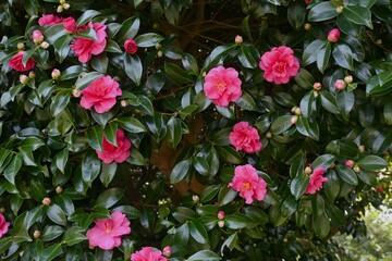 Camellia sasanqua (Sasanqua) flowers. Theaceae evergreen flowering tree. Red, white, or pink flowers bloom from late autumn to early winter.